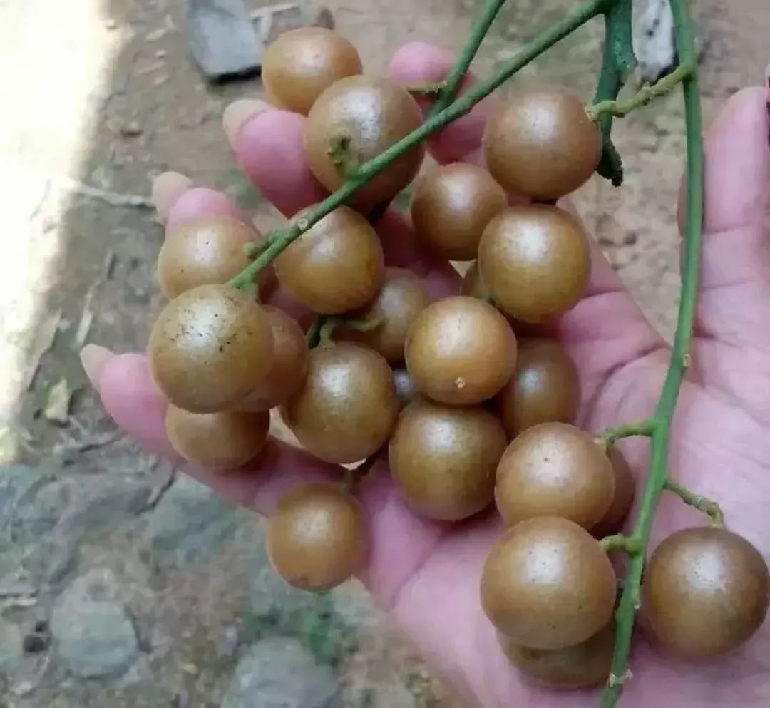 这种水果即将在马山大量上市,全身都是宝