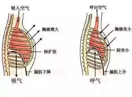 兒康進行時第9期呼吸是訓練的基礎