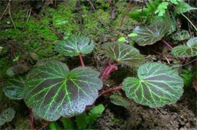 农村有种野草叫"耳朵红",老农总爱拔掉,城里人却花钱买_虎耳草