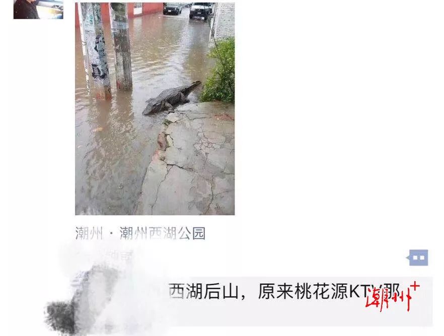 潮州西湖后山惊现鳄鱼真相是67