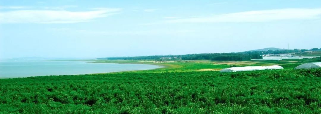 蓝莓湾,位于日照市东港区陈疃镇北疃村,由日照博园农业开发有限公司