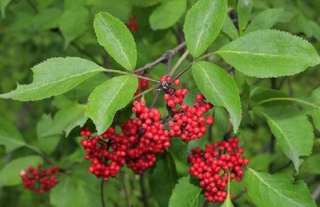 一种叫做马尿烧的植物外形很好看对老人也有一定好处