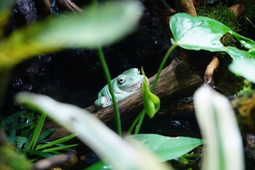 美团,携程,学亦游同步热销生龙活虎的海狮小鲜肉带你破浪开怀,翻滚吧
