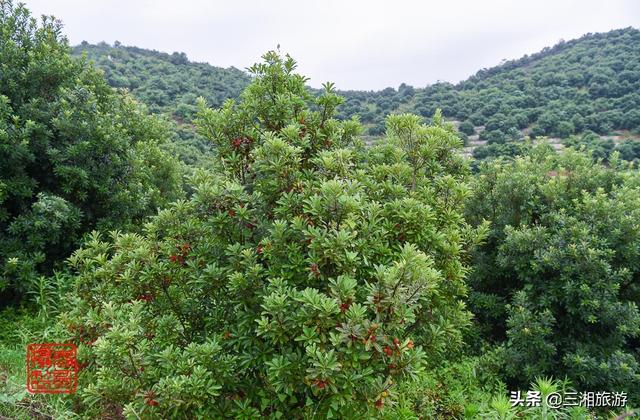株洲近郊百亩杨梅熟了,还能摘蓝莓钓龙虾,好吃又好玩