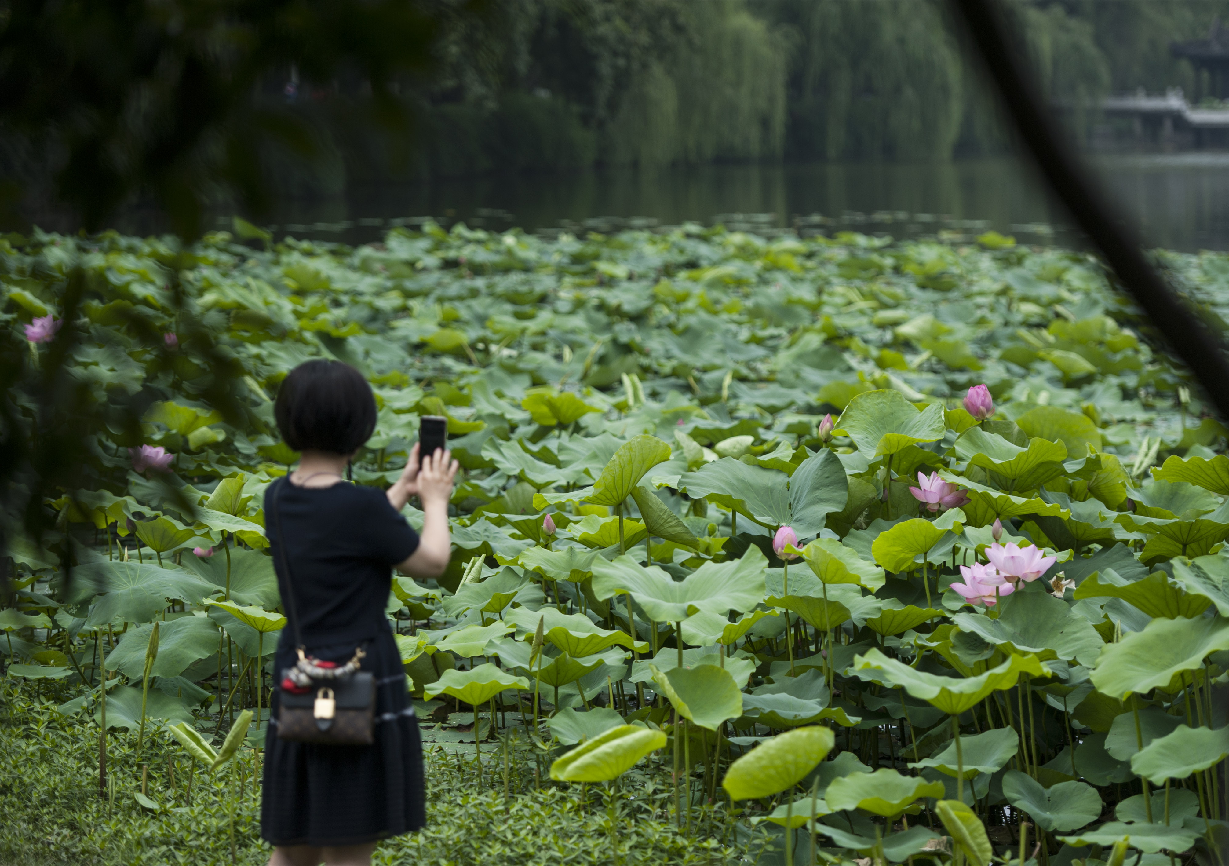 合肥莲花公园图片