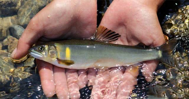 在日本此鱼被誉为"清流的女王"对水质要求极高