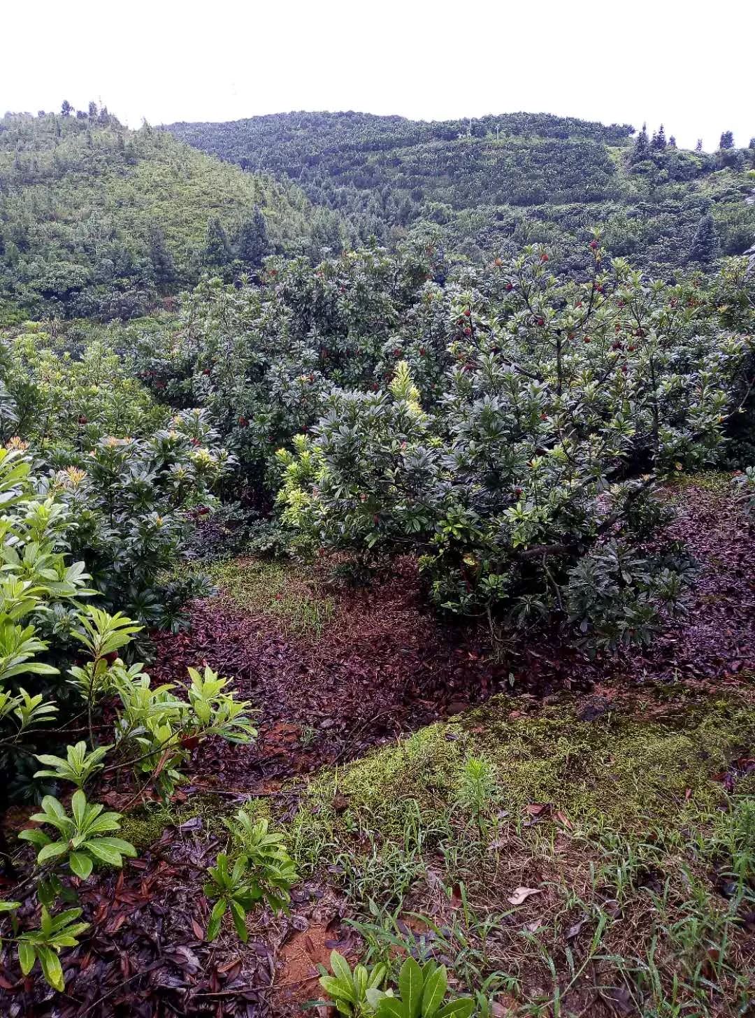 浙江金华杨梅苗木基地图片