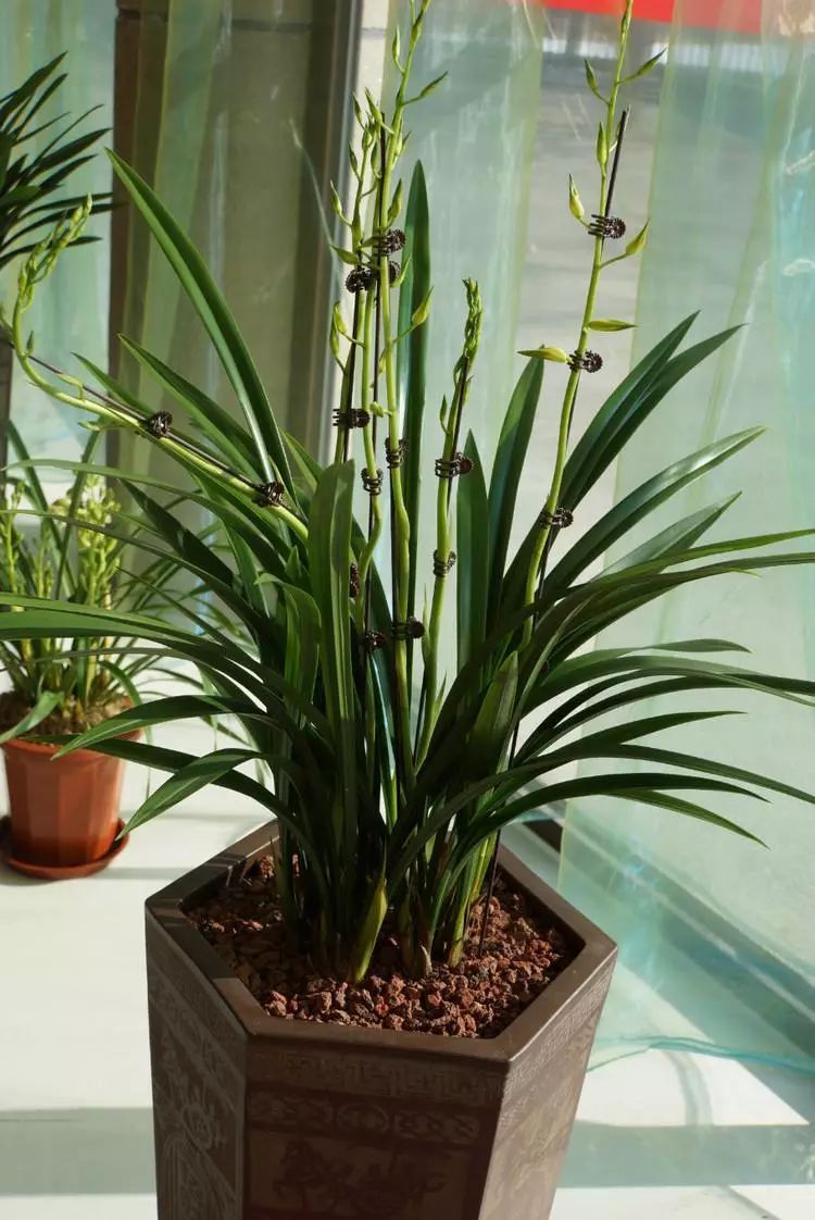 封闭式阳台也能养出一屋子的兰花光照和湿度管理很重要