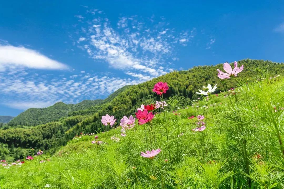 塔石梯田變樣了錯落波斯菊花海超級美金華獨一份