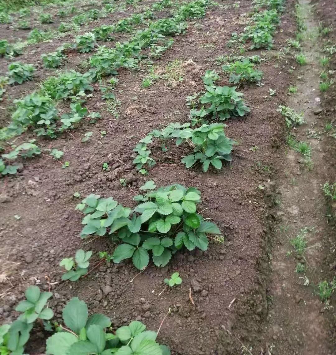 植物生长调节剂草莓育苗过程中赤霉素和多效唑的作用