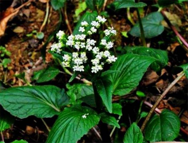 67农村这种野草"蜘蛛香",以前在老农眼中是杂草,现在30元1斤