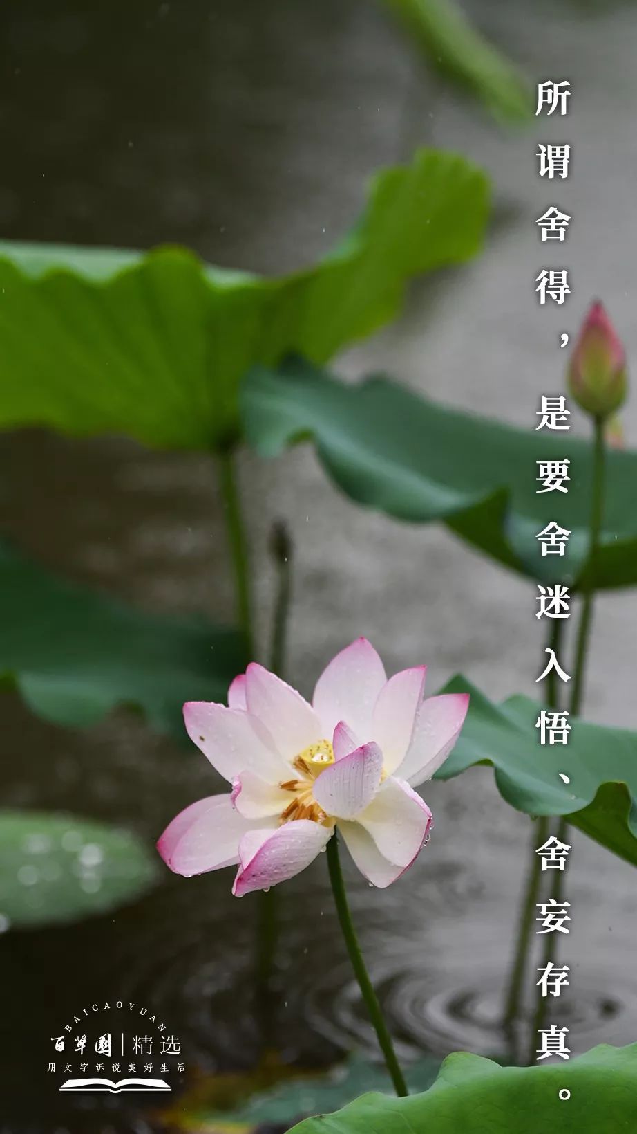 生活禅 |  所谓舍得,是要舍迷入悟,舍妄存真