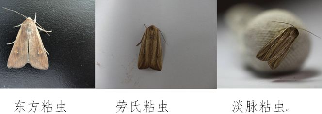 劳氏粘虫诱蛾量较常年偏多,部分测报灯诱集成虫以劳氏粘虫为主