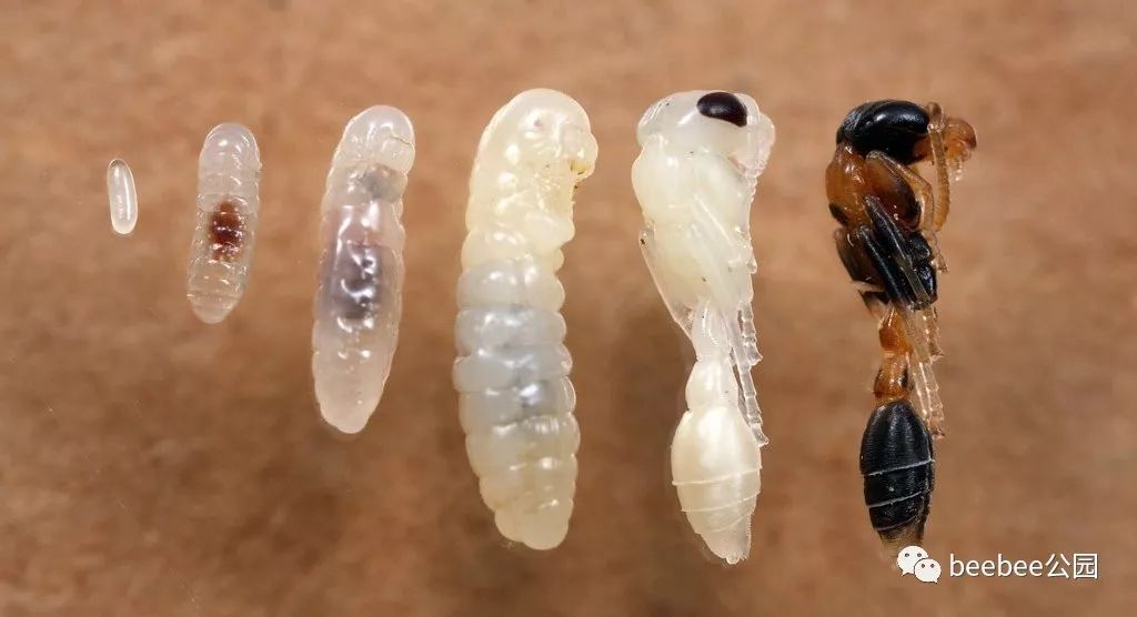 吃了一份云南蚂蚁蛋我在树上吊了一夜