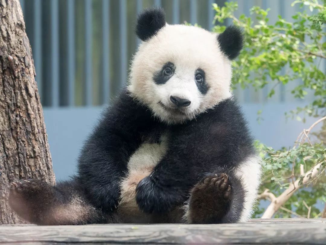 大熊猫香香2岁成长日记月半团团究竟是如何萌翻全日本的