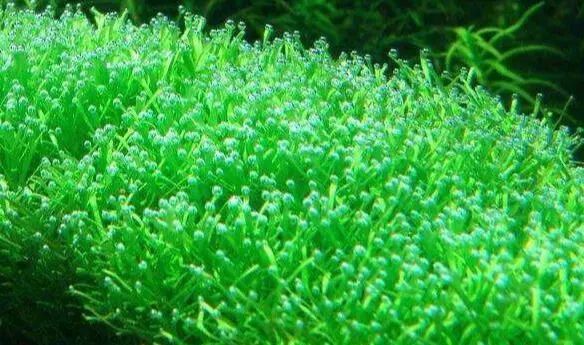 淡水养殖水体中绿藻:盘星藻,新月藻,栅藻衣藻,空球藻,空星藻,实球藻