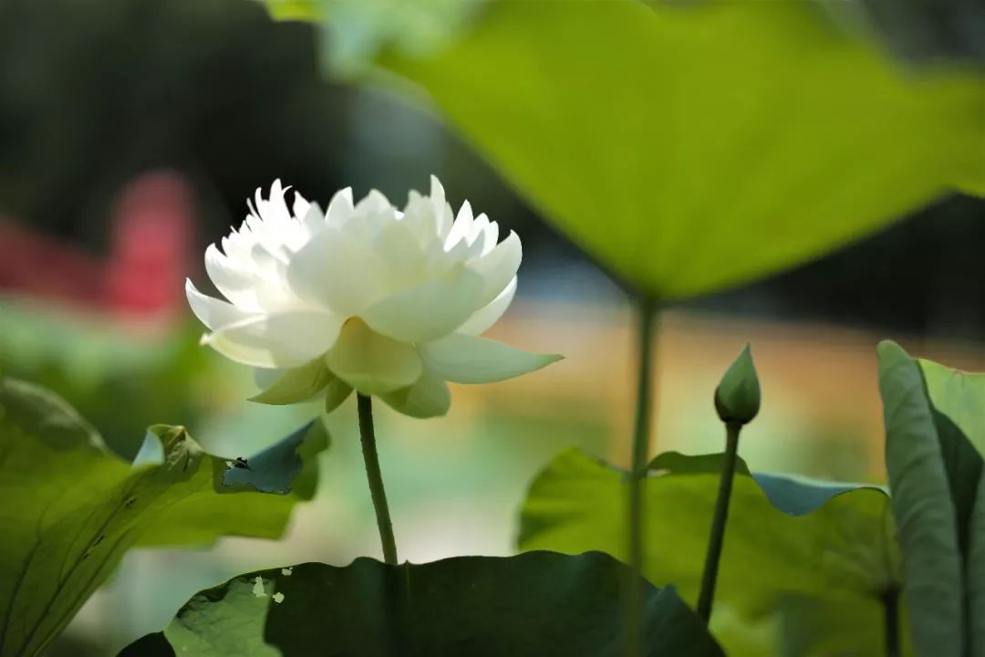 2018年5月9日,流离千载的唐招提寺青莲吉祥回山,竟与当年鉴真大师携往