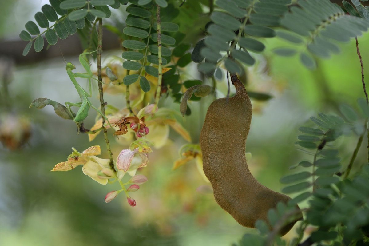 历时四年的建设,猫哆哩庄园曾经荒芜的四个山头种下了38000棵酸角树