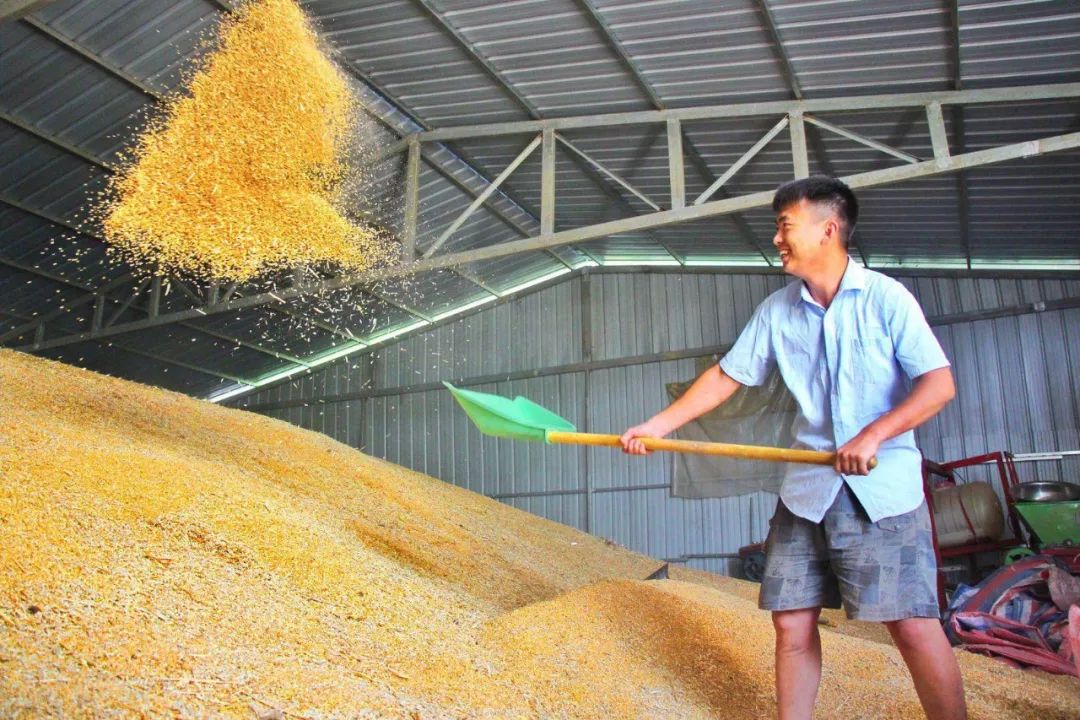 优质麦成"香饽饽""今年小麦获得大丰收,最高亩产756公斤,最低亩产623