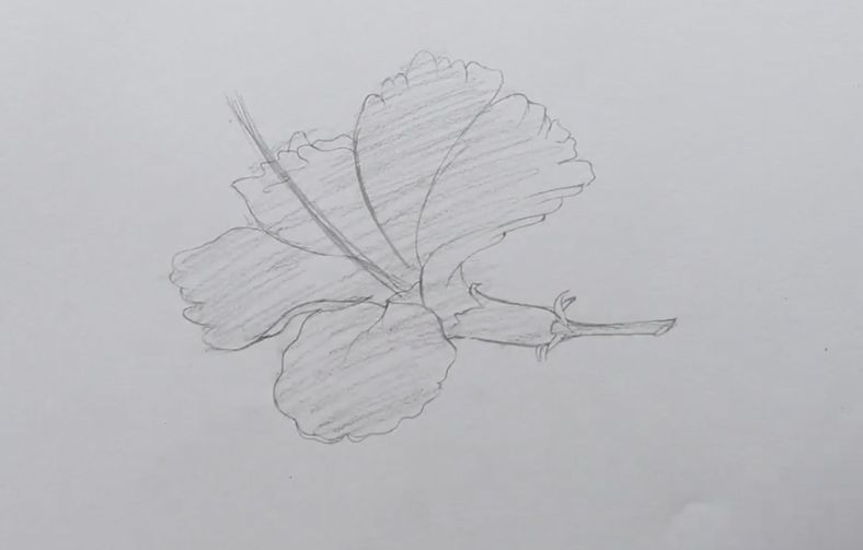素描教程画一朵朱槿花吧超级简单小白也能学