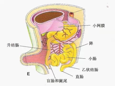 肠系膜根部图片