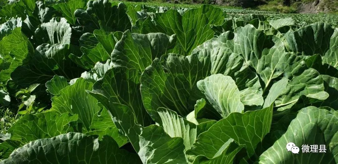 受地理位置和海拔等因素影响,目前,朴头,蒲溪等乡镇的大白菜已陆续