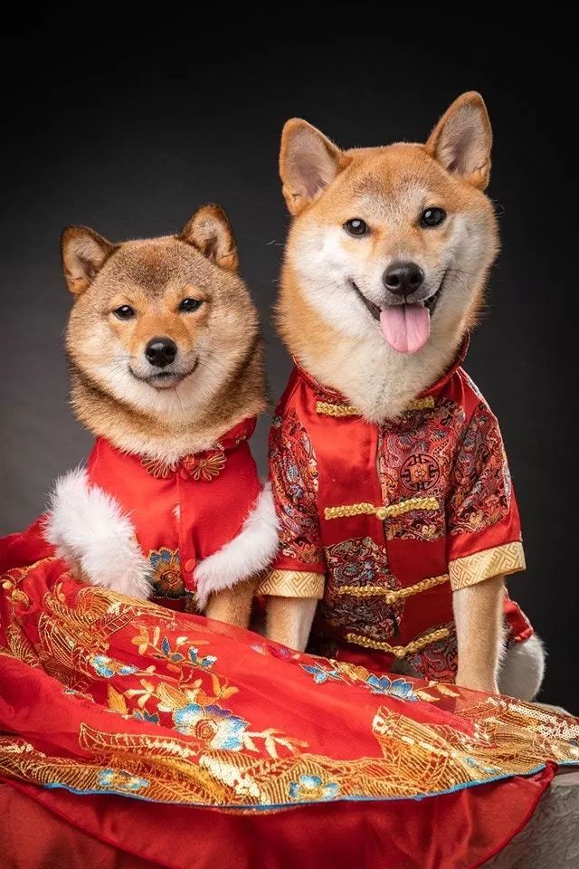 为啥小编有种不祥的预感,若是狗狗办婚礼的趋势发展下来,先不说我这