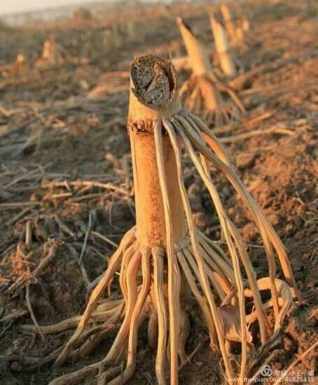 印象最深的是刨玉米根儿.