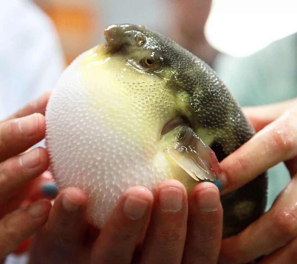 这片海域海虹有毒!当地政府发布通告!禁采销售!