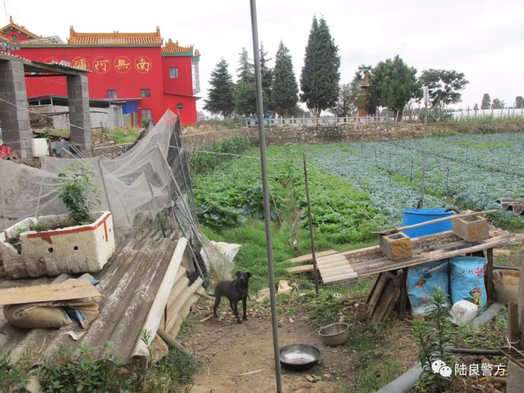 农场派出所民警接到群众报警电话,抓到一个偷狗贼,现在华侨农场十二队