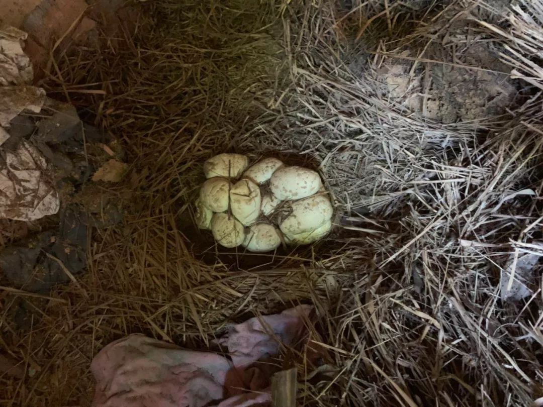 还生了一窝蟒蛇蛋成功捕获一条10公斤重的蟒蛇接警后来到海陵镇那拿村