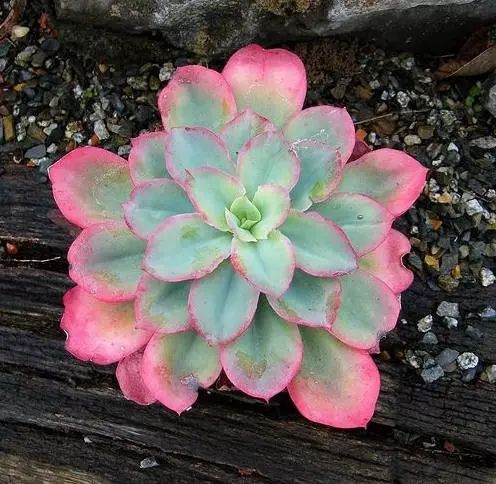 七彩莲座太美了,送给有缘人!