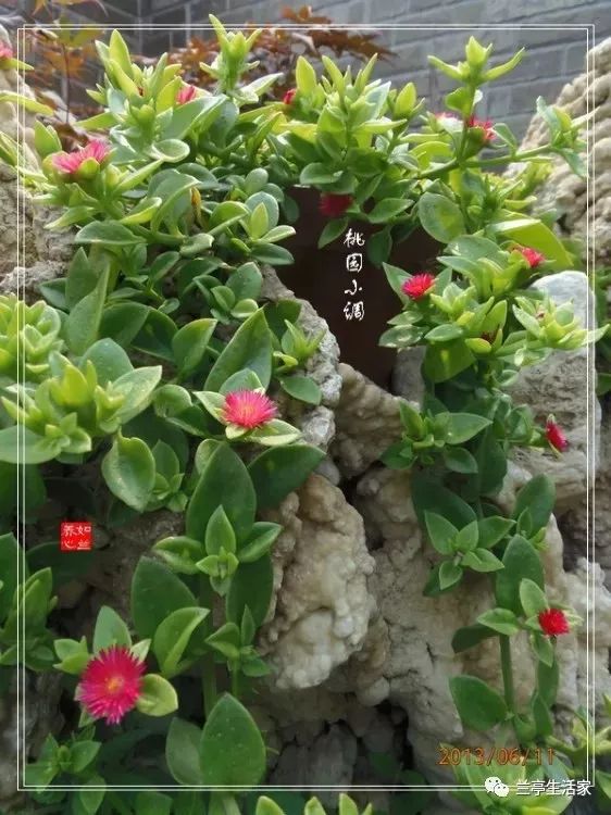 如兰桃园生活日记2019614