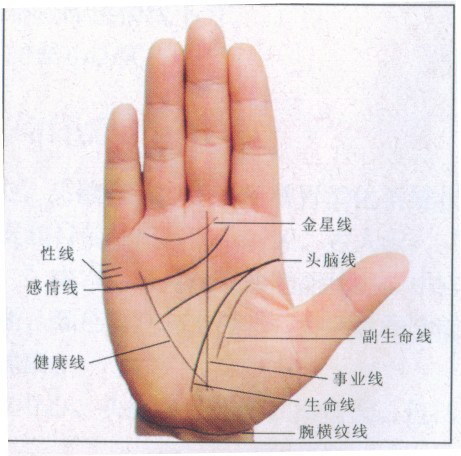1,螺旋纹手掌上呈现螺旋形的纹路,称为螺旋纹,螺旋纹依照呈现部位的不