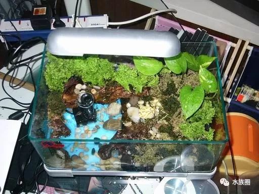 看看这些大神那里有不会蛙蛙造景的人啊