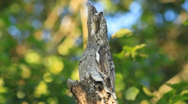 怎么样?你觉得林鸱鸟可以称得上是一个顶级的伪装者吗?