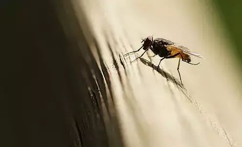 7苍蝇能传播哪些疾病?