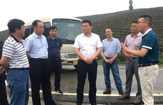 县委副书记程冰野调研青山茶叶小镇建设
