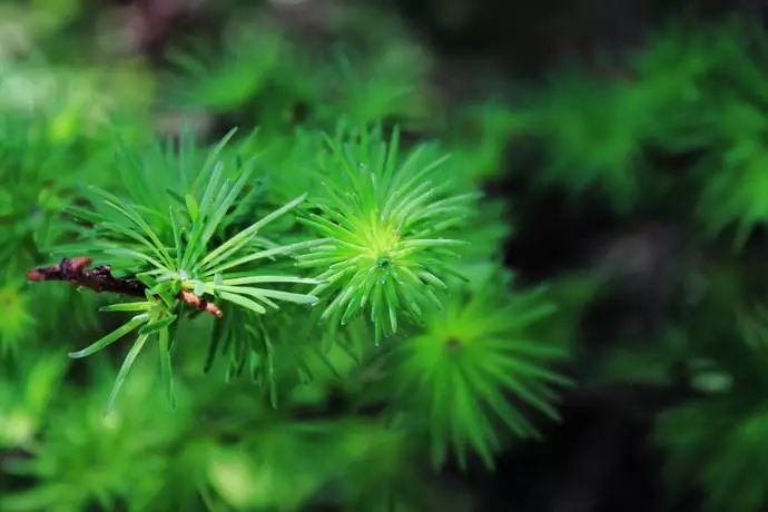 一次,他从看过多次的李时珍的《本草纲目》中,又一回看到了关于松针的