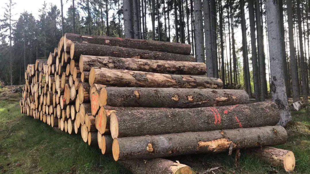 供应产品欧洲云杉原木期货