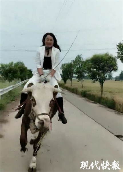 一女子骑牛走红训练时常从牛背上摔下