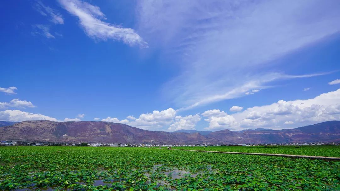 重磅消息! 麗江市永勝縣三川鎮第三屆荷花節 即將精彩來襲!