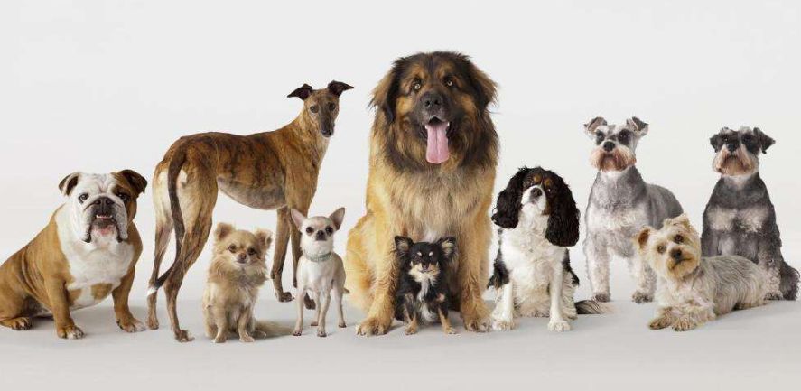 狗为什么会有不同的品种、大小和颜色?_星记