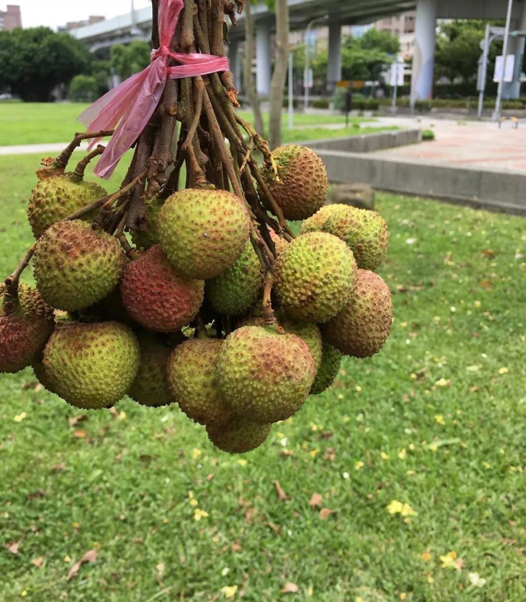 广州人的"荔枝自由",在这里实现_水果