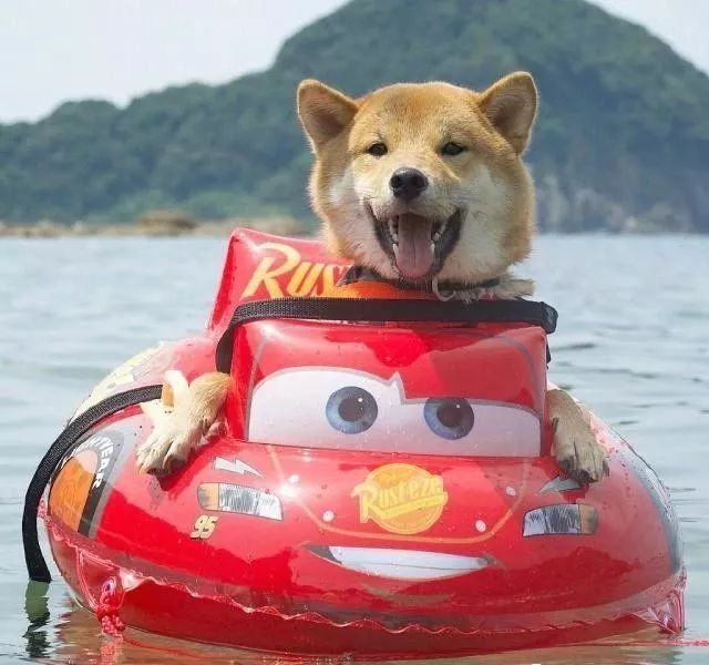 一只爱上漂流的柴犬:放开我,我还能再漂会儿!