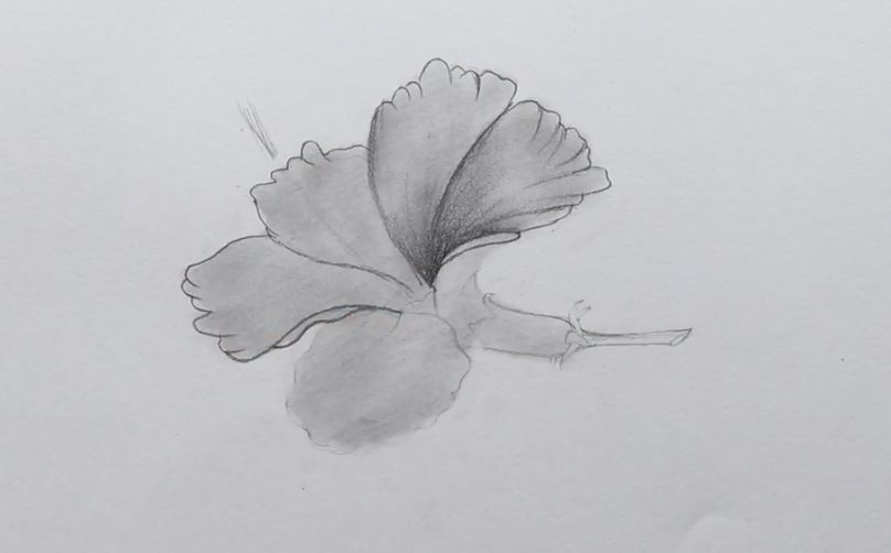 素描教程画一朵朱槿花吧超级简单小白也能学