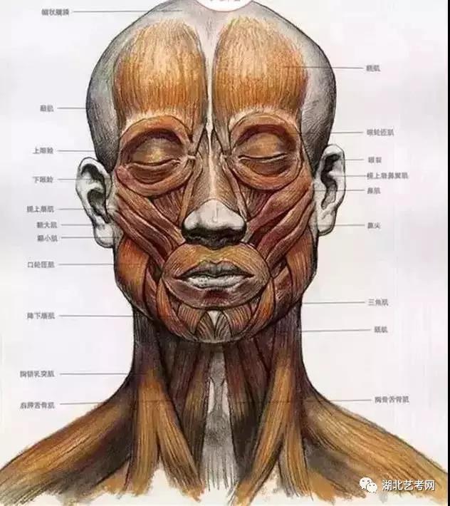 艺用人体头部结构解析