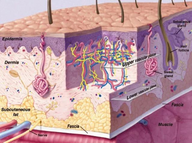 一网打尽浅表软组织肿块的影像表现