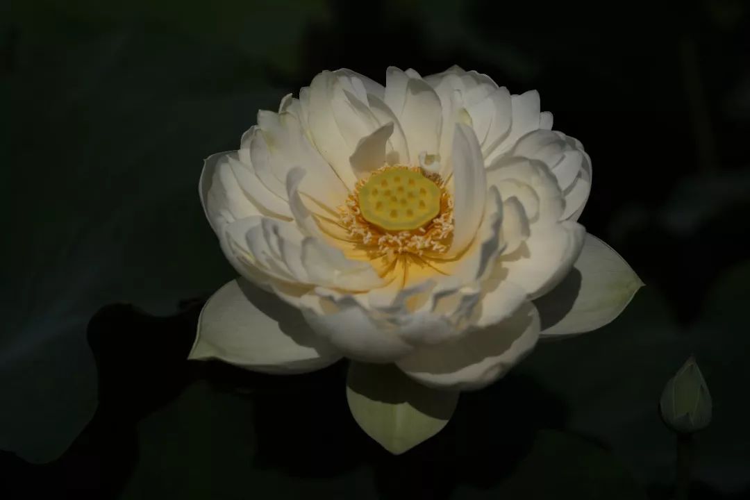 2018年5月9日,流离千载的唐招提寺青莲吉祥回山,竟与当年鉴真大师携往