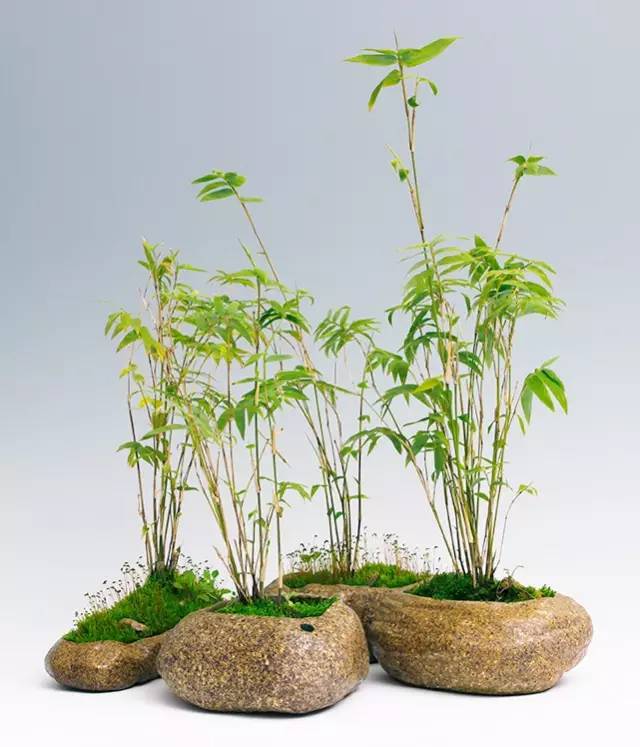 干货史上超全竹类植物识别图鉴